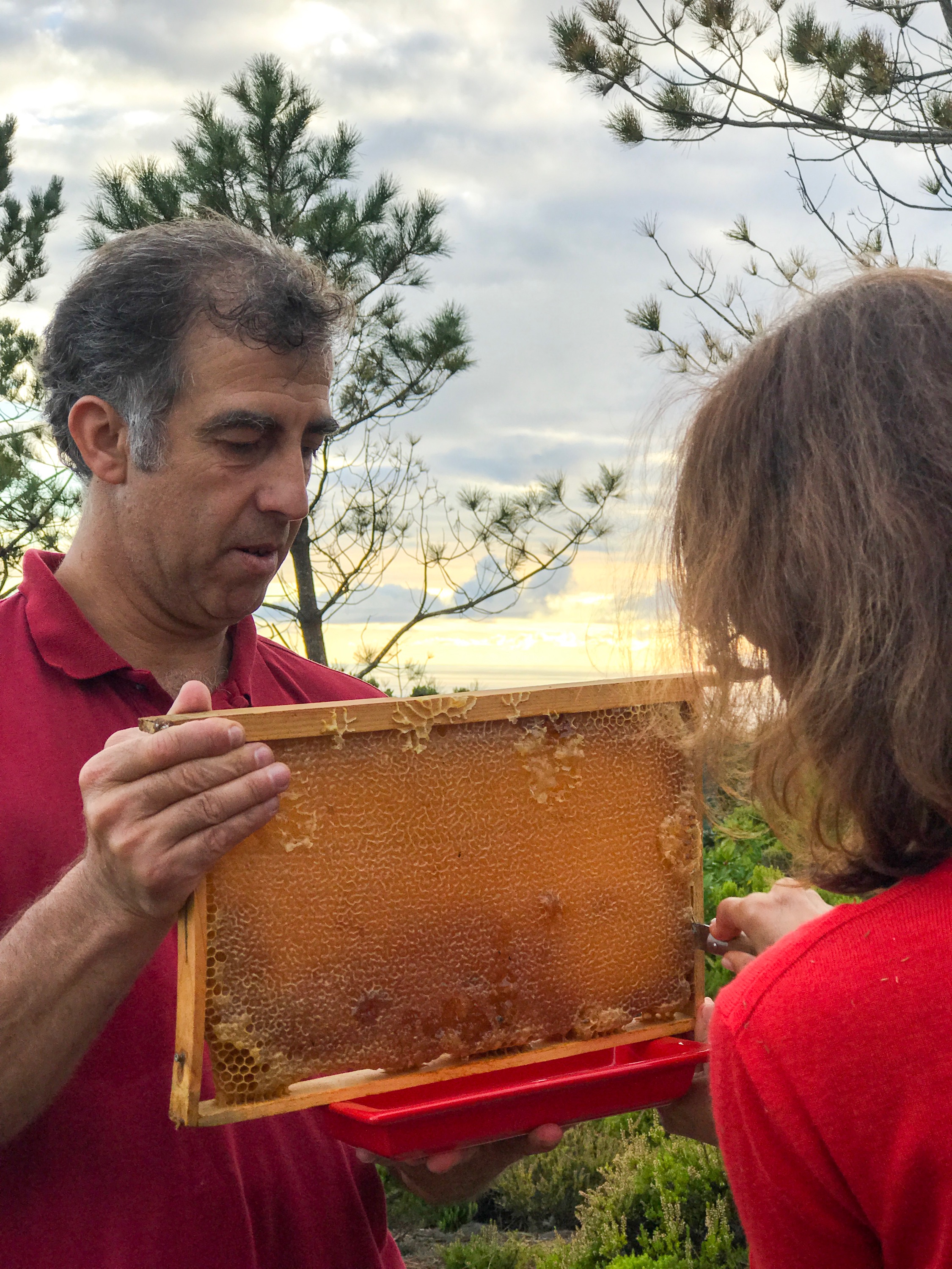 Bee Keeping Furnas Lake Villas The Azores