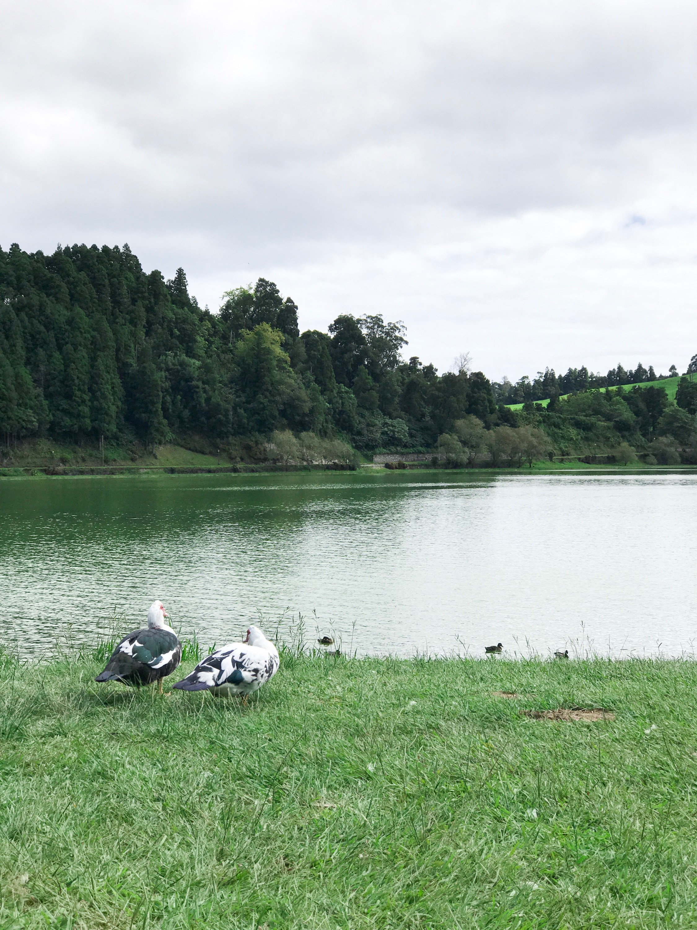 Furnas Lake Walk The Azores