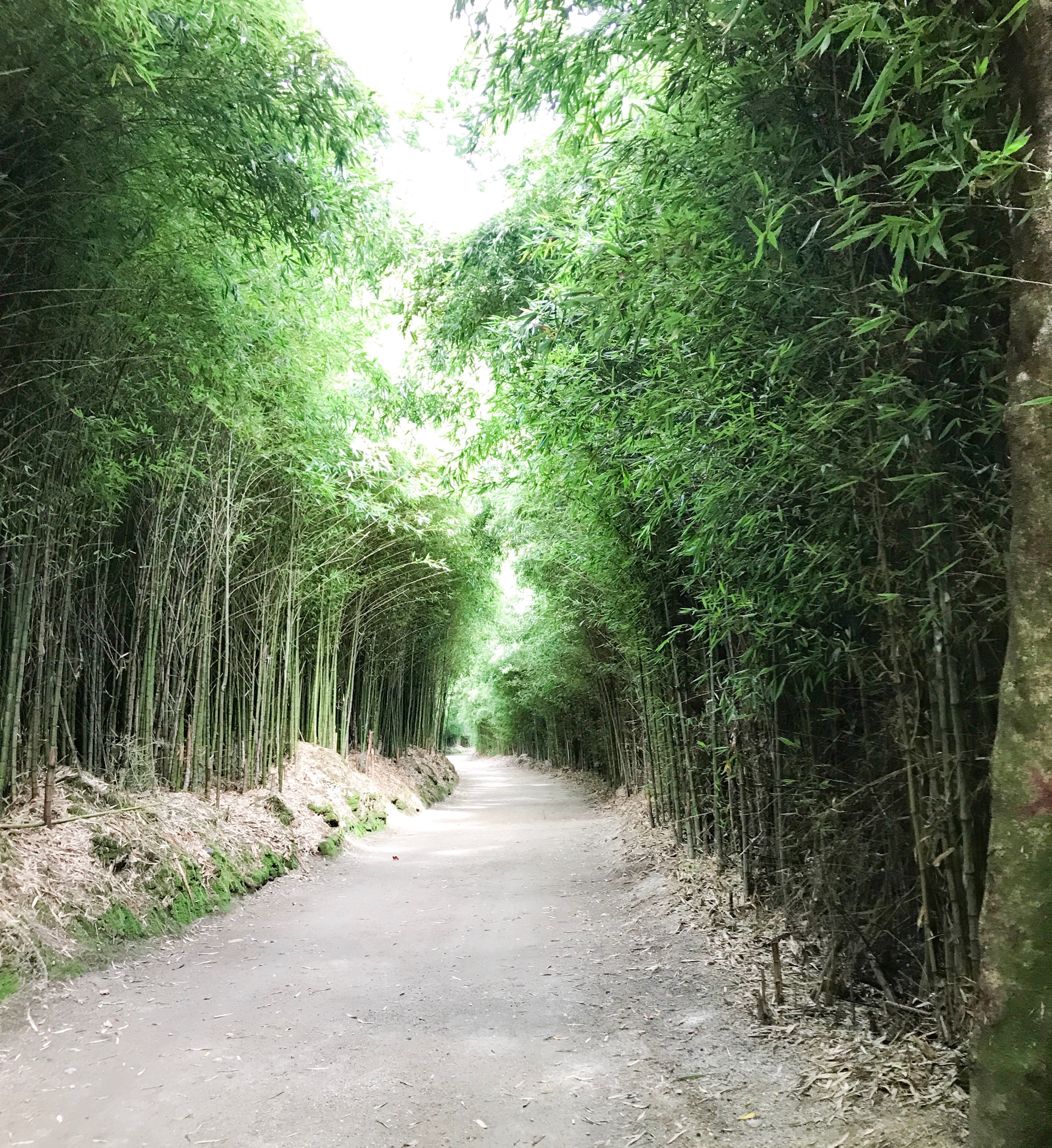 Furnas Lake Walk The Azores 