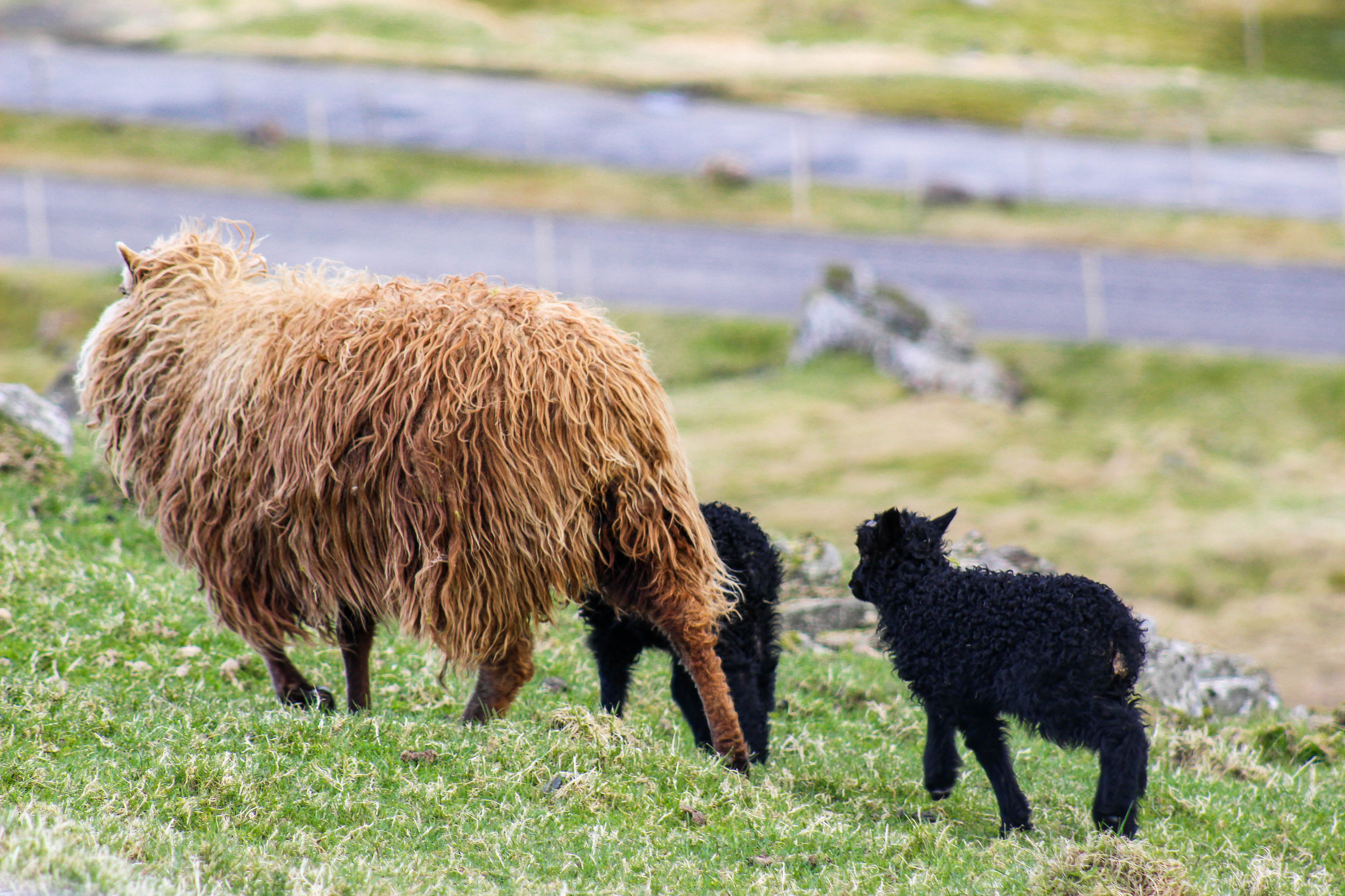 Faroe Islands | CompassAndTwine.com