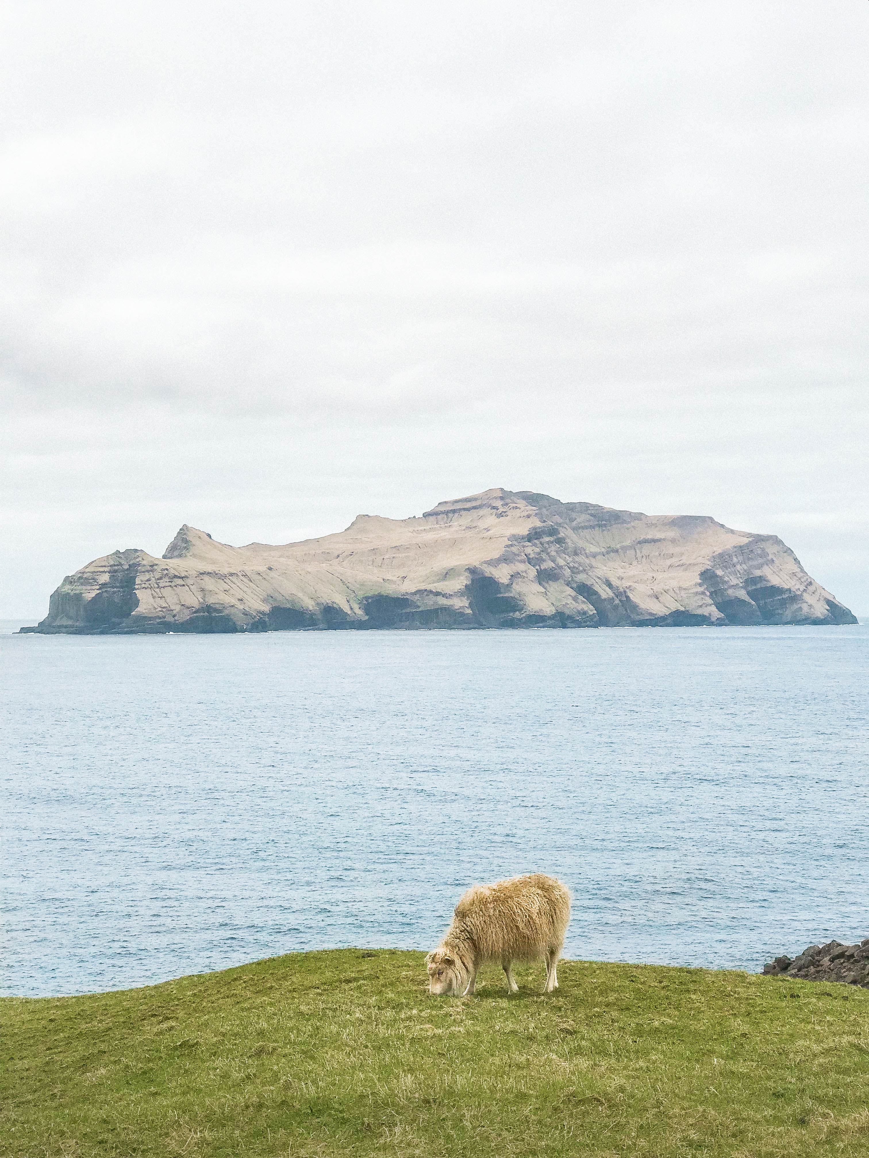 Sheep grazing near Múlafossur Waterfall | Faroe Islands | CompassAndTwine.com