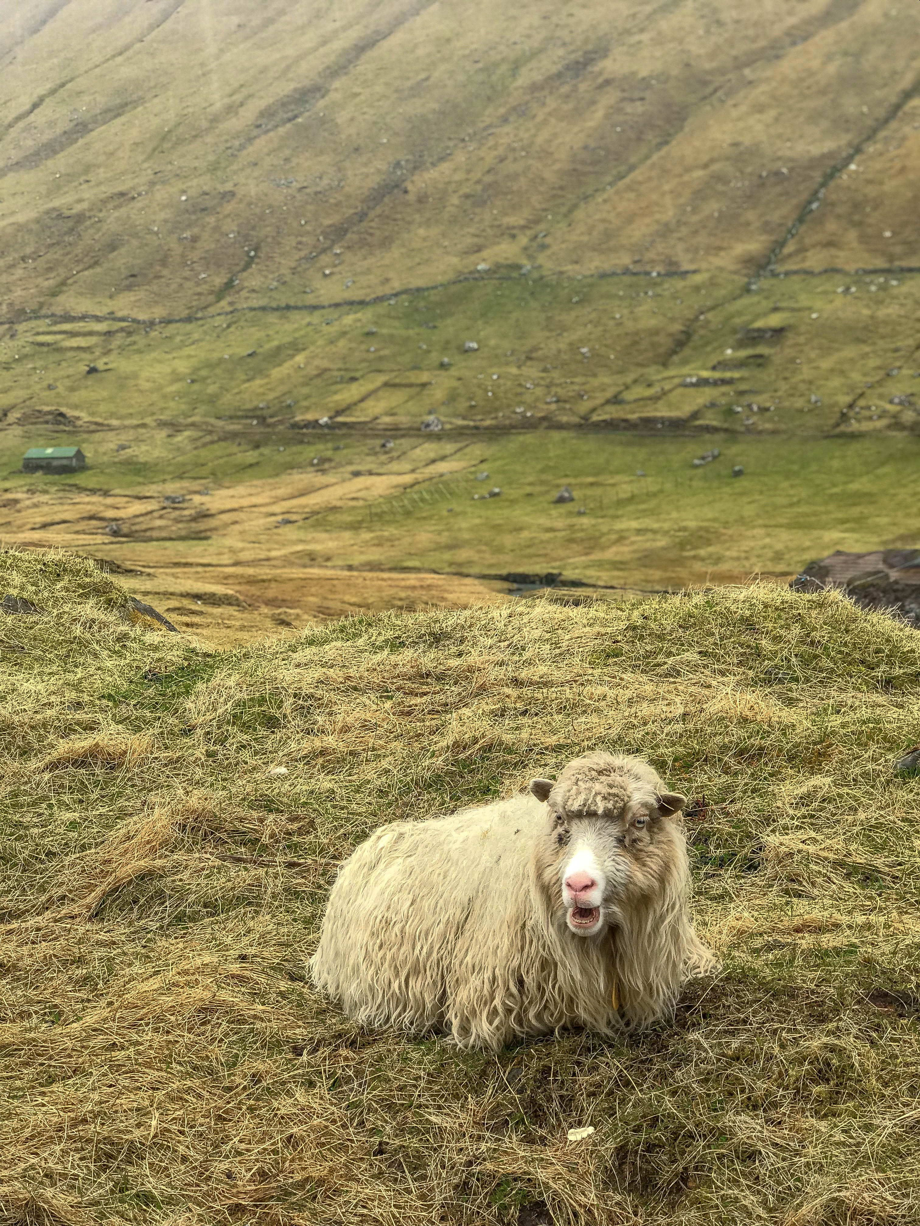 Sheep outside of Gjógv, Faroe Islands | CompassAndTwine.com