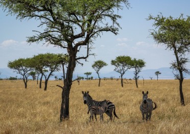 tanzania