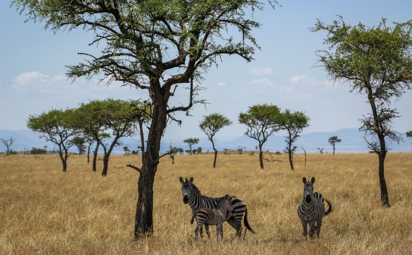 tanzania