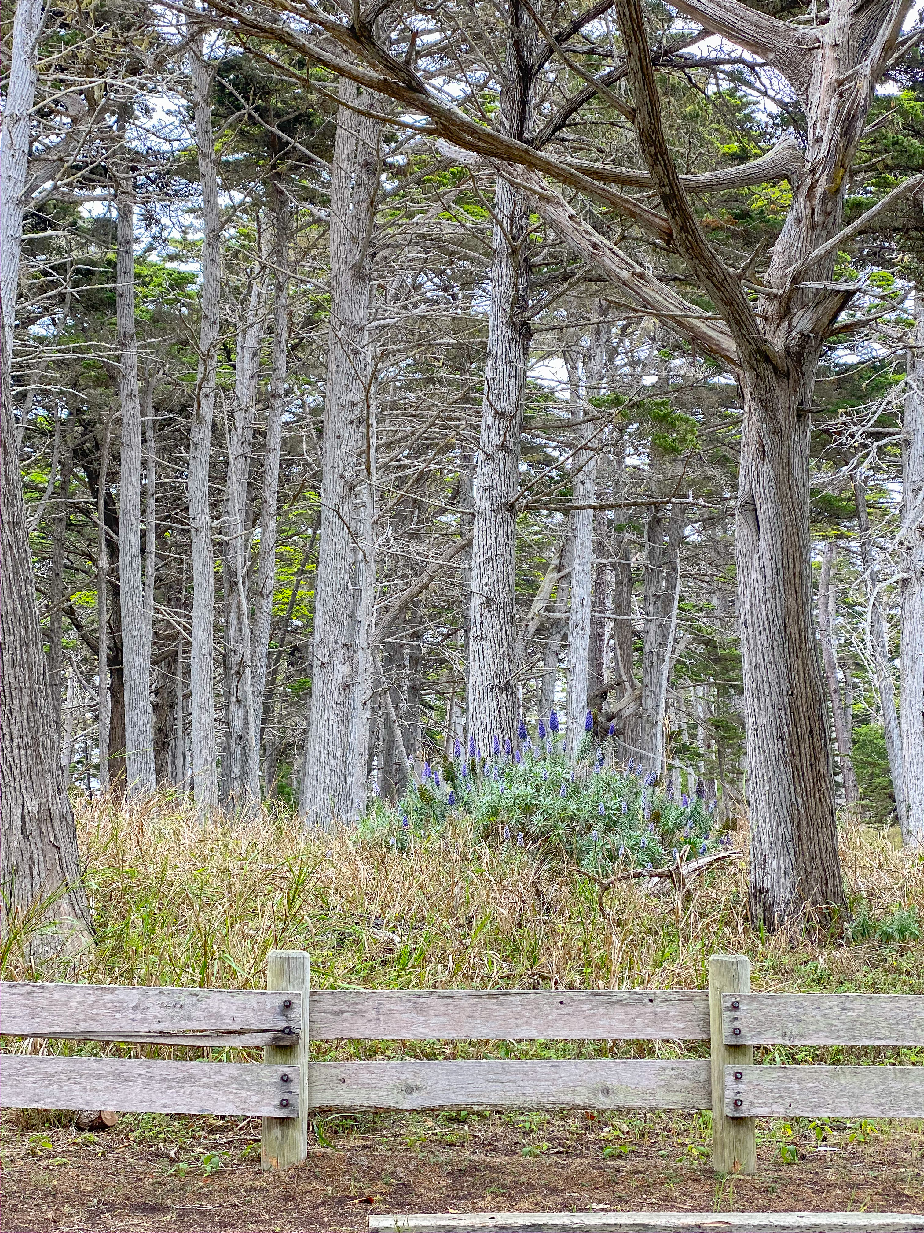 17 Mile Drive Carmel