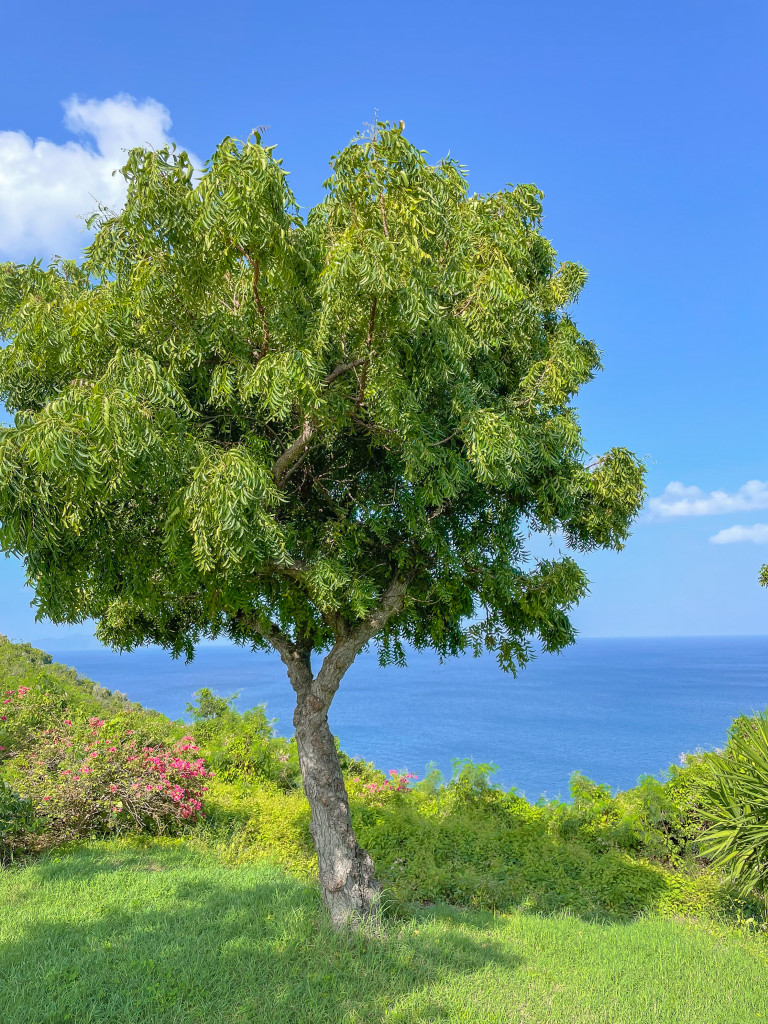 Guana Island, British Virgin Islands, by Compass + Twine