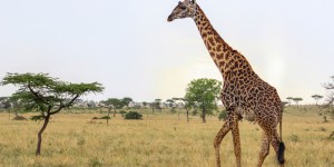 A Safari Photo Journey through the Serengeti