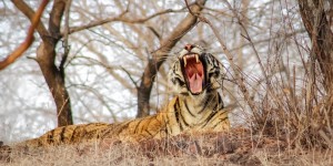 A Photo Safari through India's Ranthambore National Park