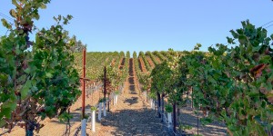 Sonoma: A Girls Trip Weekend Guide