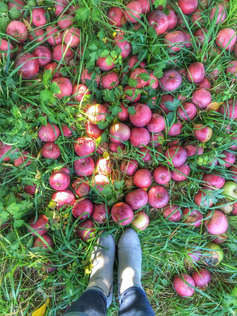 apple picking upstate DO