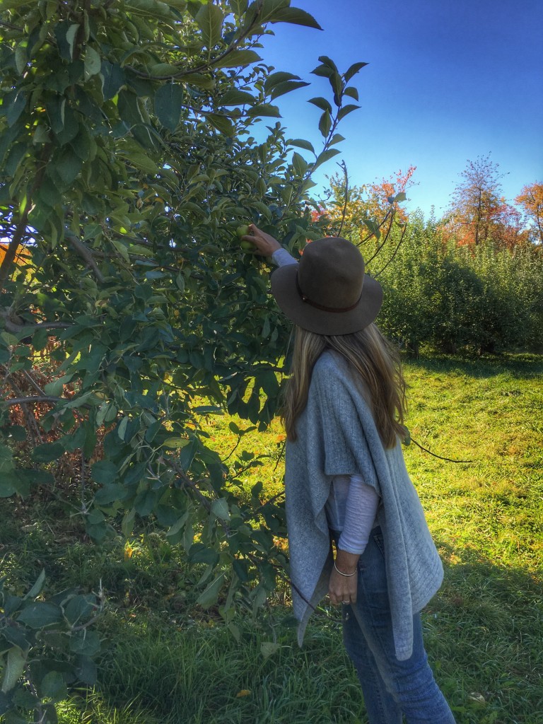 apple picking upstate DO