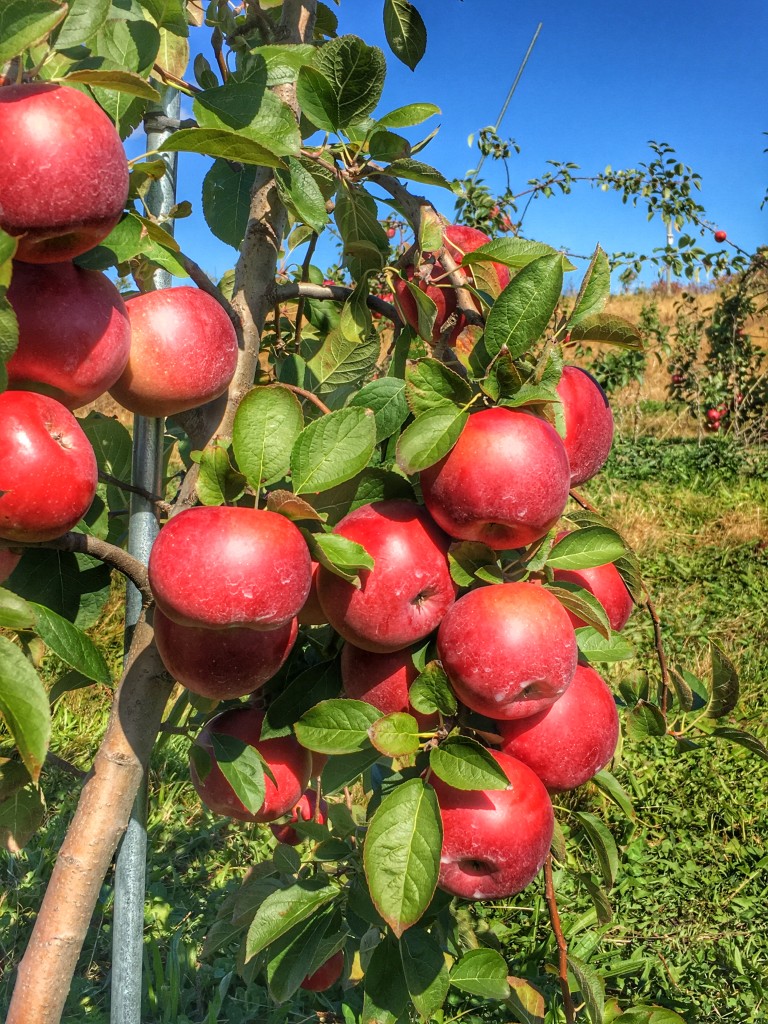 apple picking upstate DO