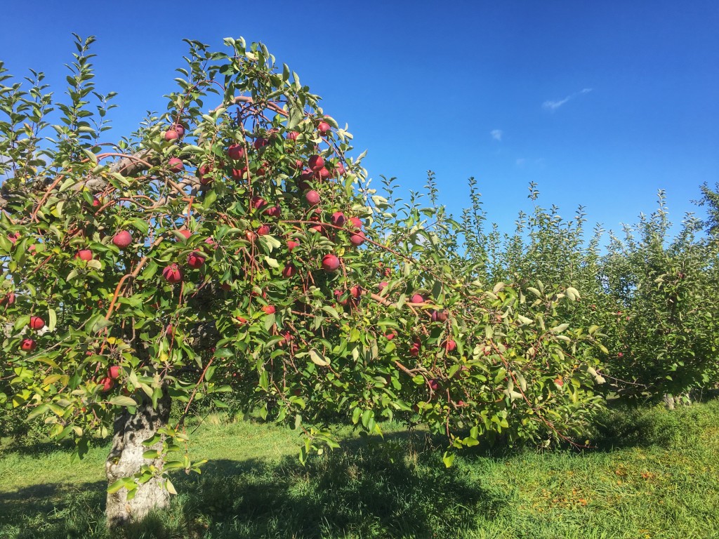 apple picking upstate DO