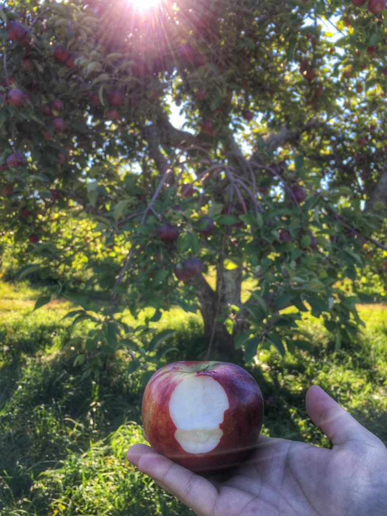 apple picking upstate DO