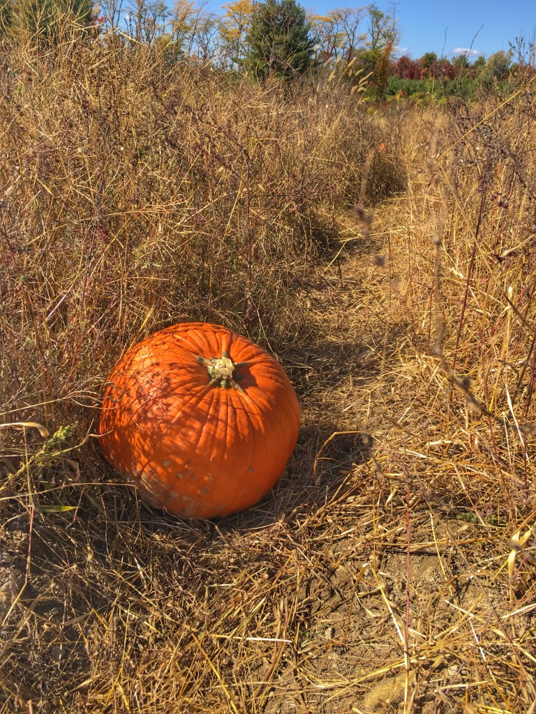 apple picking upstate DO