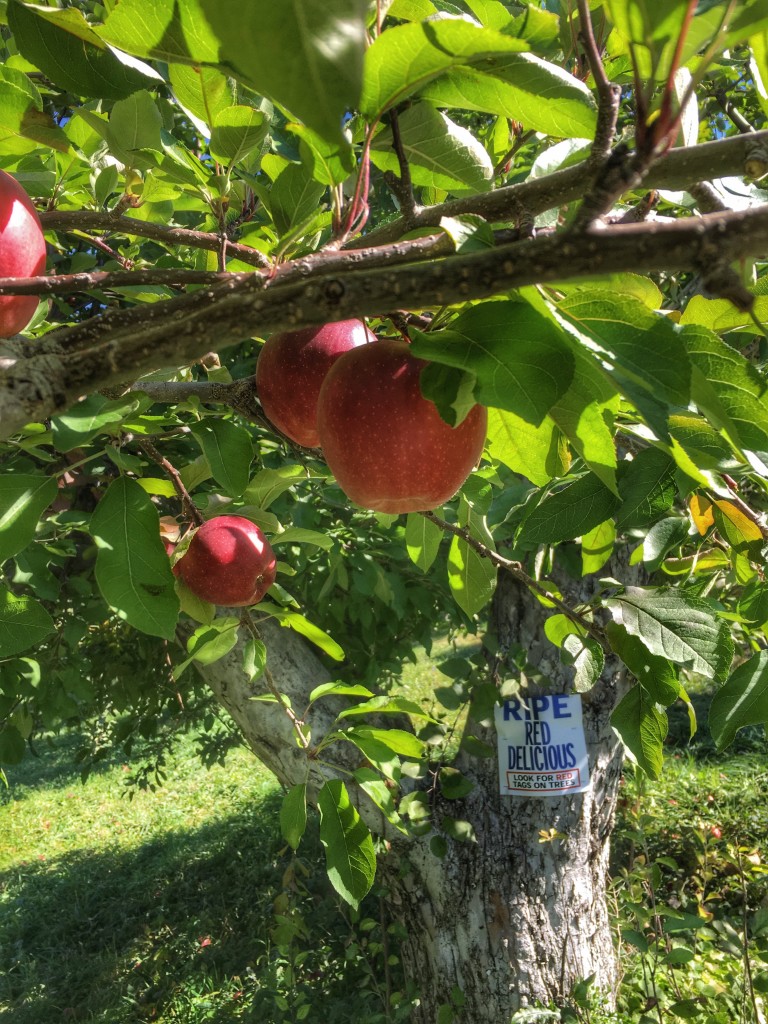 apple picking upstate DO