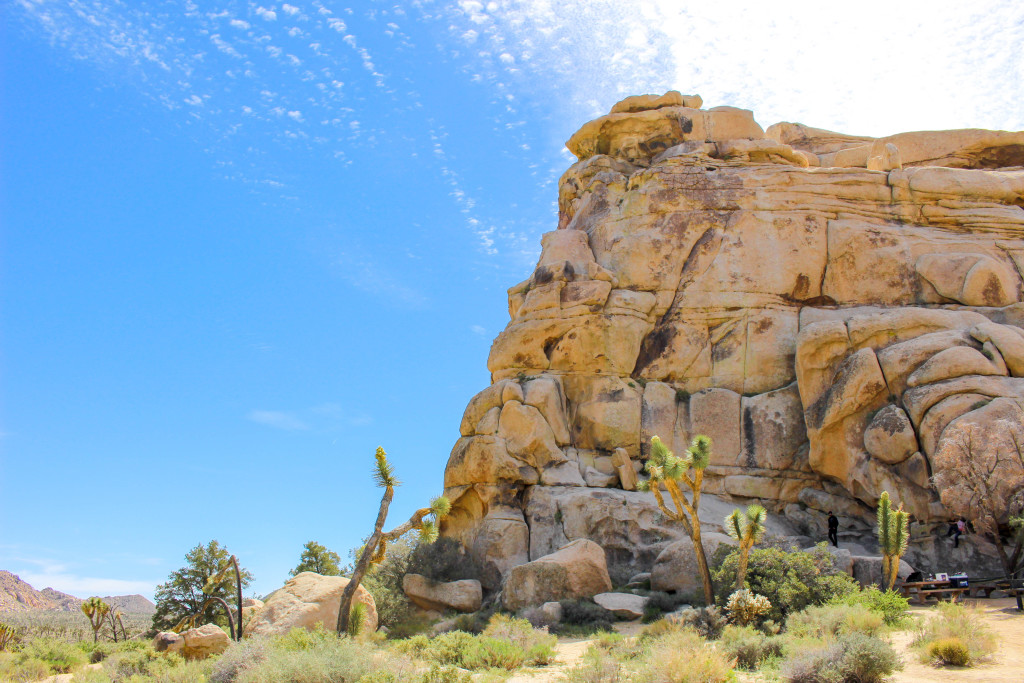 Joshua Tree