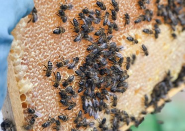 Bee Keeping Furnas Lake Villas The Azores