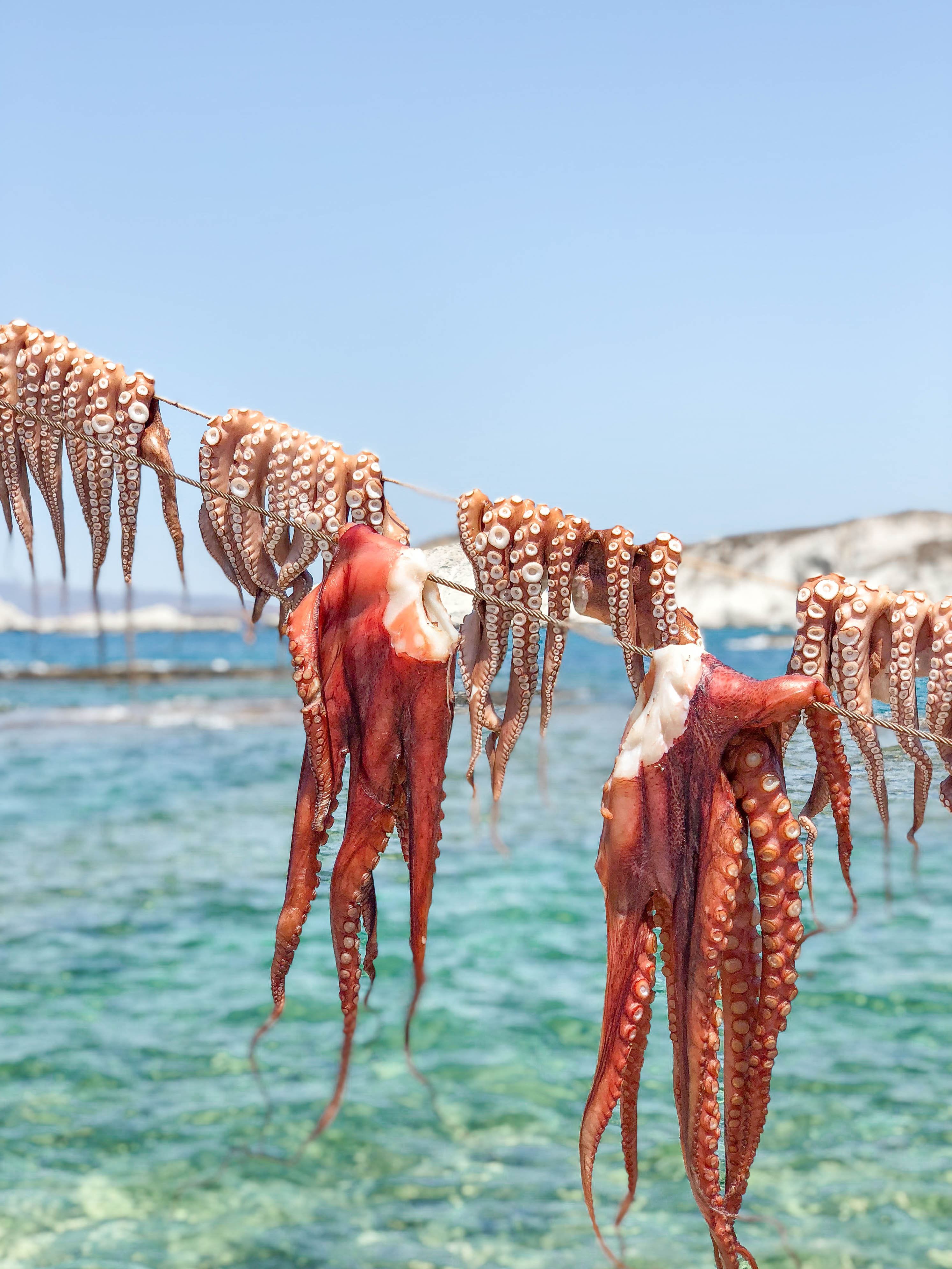 Medusa Restaurant: Hanging Octopus and Sea Views at the Best Restaurant in Milos